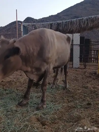 ثور الماني وبقره جرسيه index