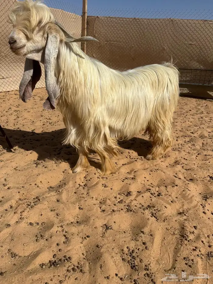 عرض بيع تيس ثني اصفر فاخر 0