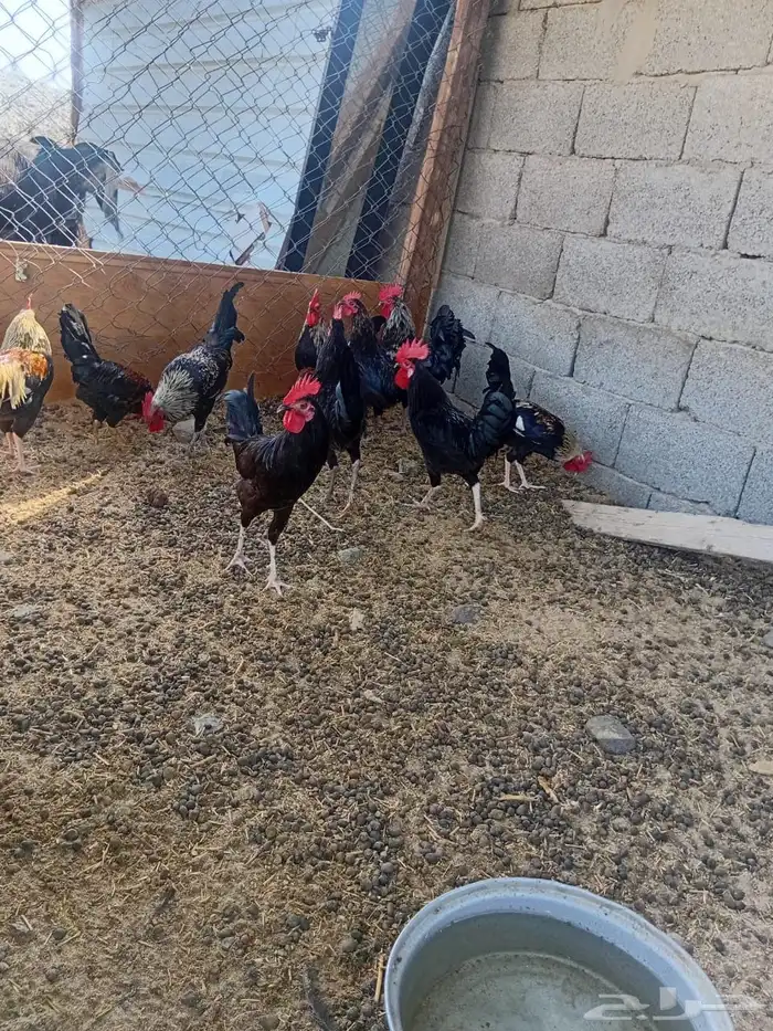للبيع ديكه بلدي 0