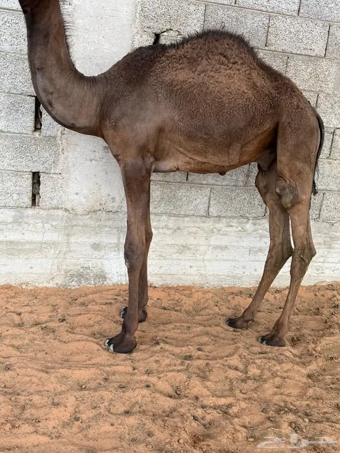 للبيع قعدان 4