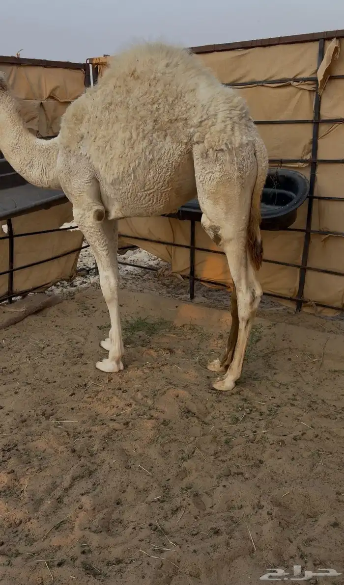 قعود فل الفل سمين 1