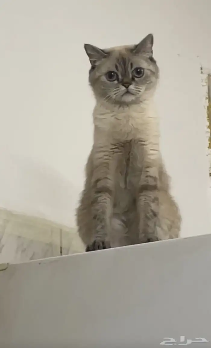 قطة للتبني 1