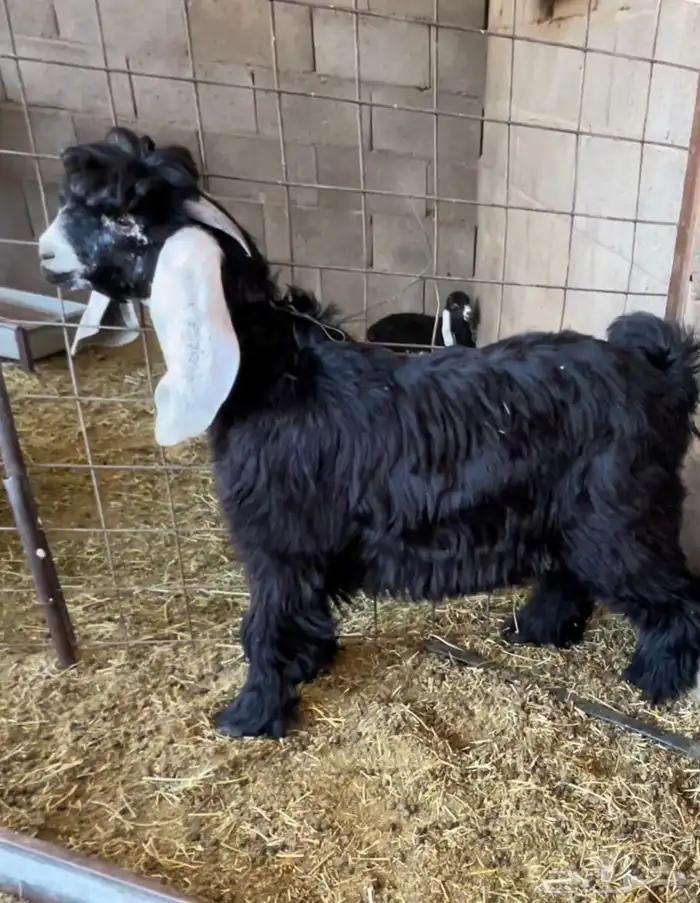 تيس عارضي صنف 0