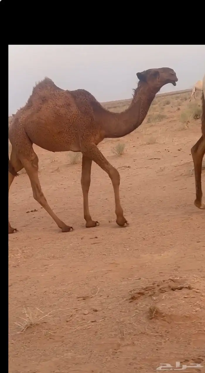 للبيع بكره 1