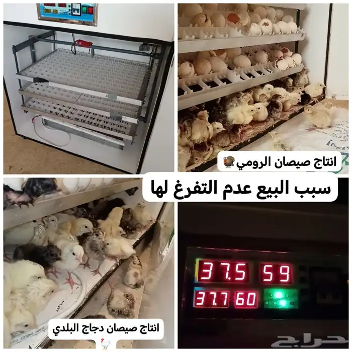 فقاصه 528بيضه 0