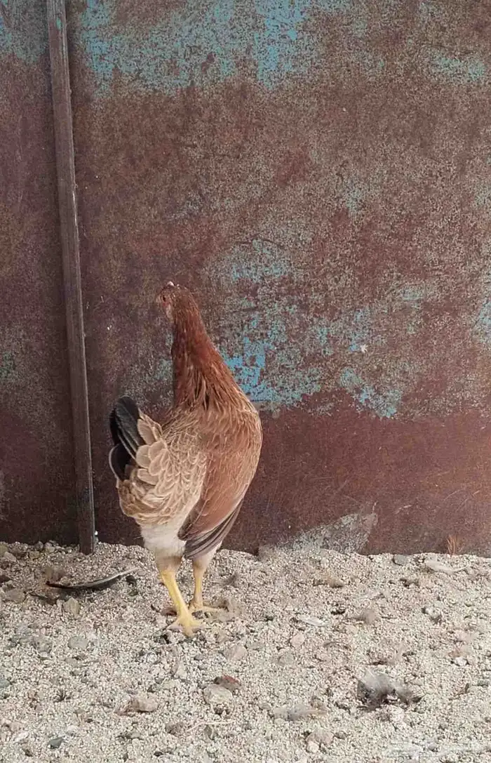 دجاج عربي 6