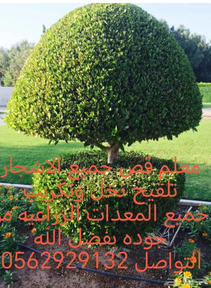 معلم قص جميع الاشجار وتلقيح نخل وتكريب النخل 9