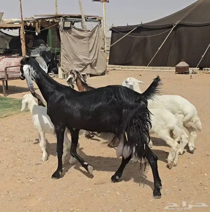 عنزين ويتبعها طليان 6