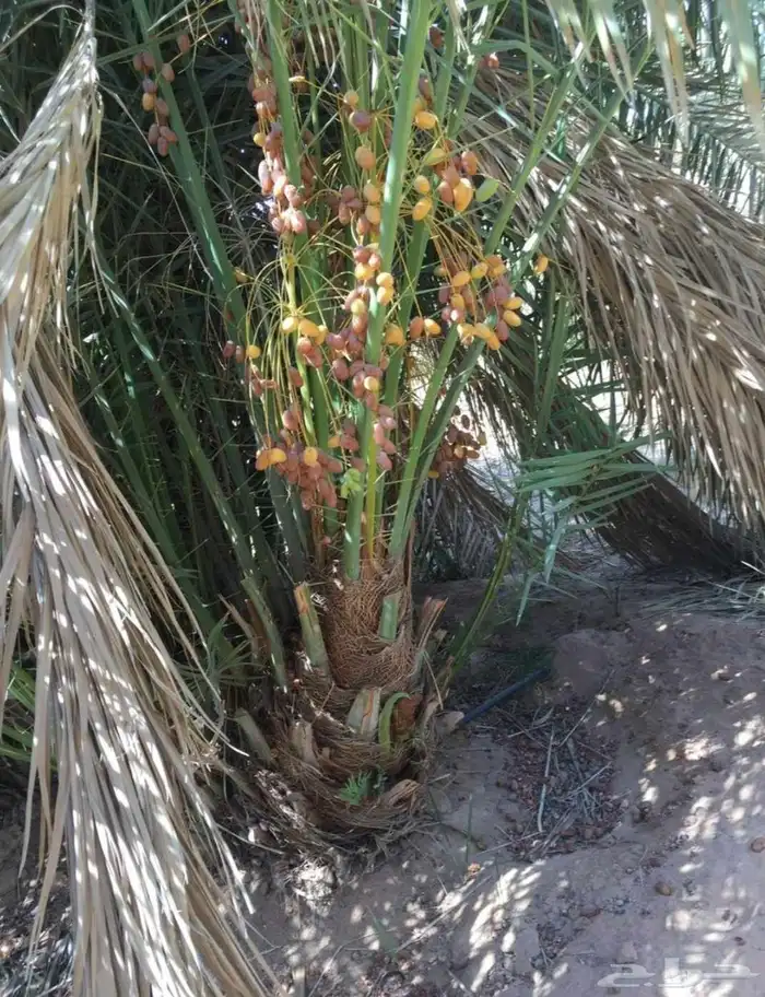 يوجد لدينا جميع انواع النخيل العربي والزينه 2