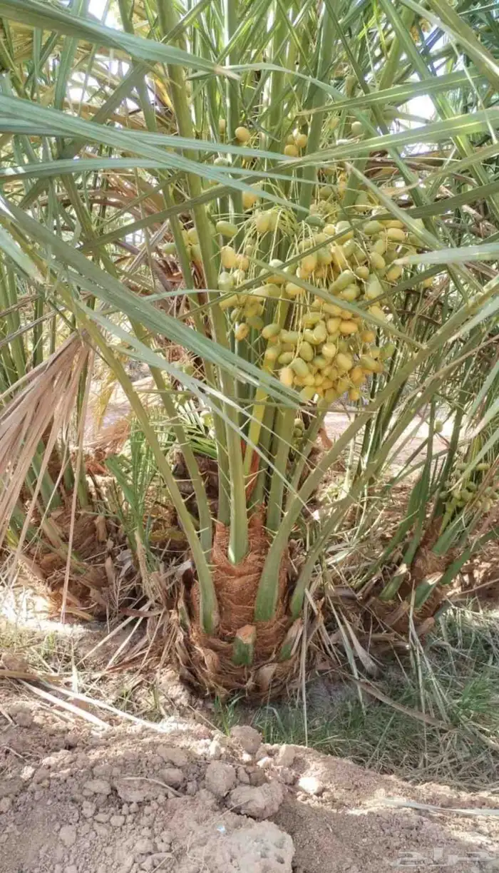 يوجد لدينا جميع انواع النخيل العربي والزينه 1