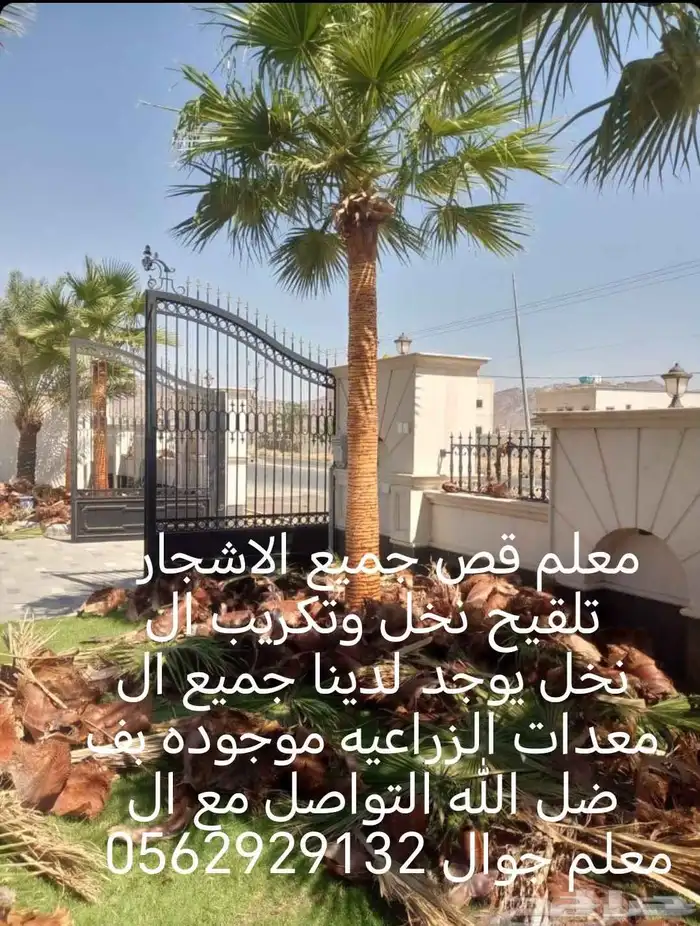 معلم قص جميع الاشجار وتلقيح نخل وتكريب النخل 2