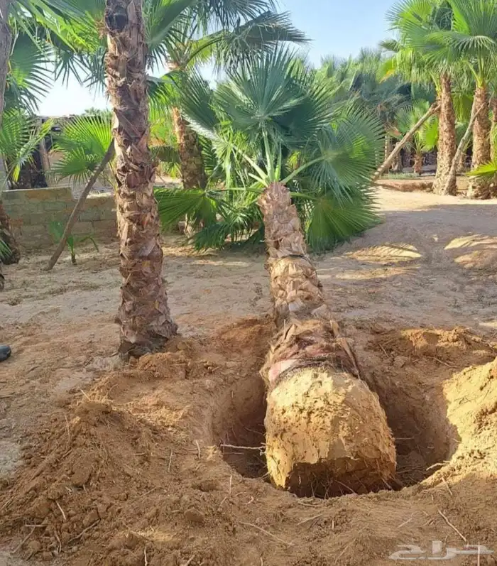 نخل واشنطني مترين ثلاثه متر اربعه متر نخيل عربي مثمر منوع 6