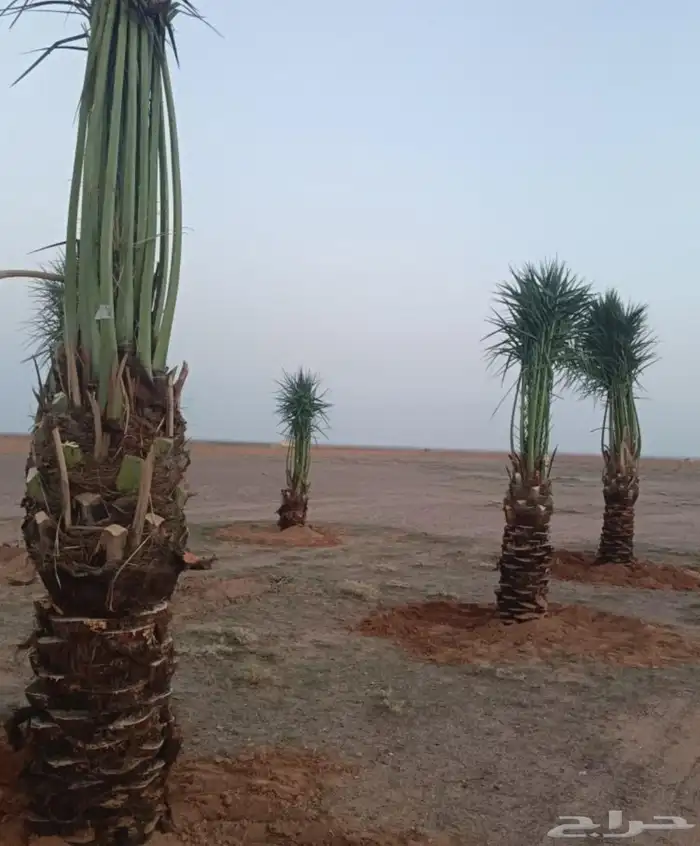 نخل واشنطني مترين ثلاثه متر اربعه متر نخيل عربي مثمر منوع 10