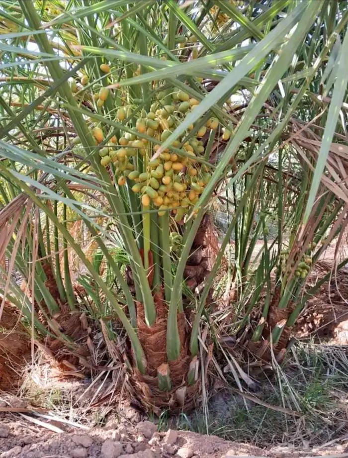 يوجد لدينا جميع انواع النخيل العربي والزينه 0