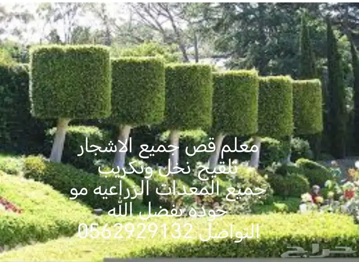 معلم قص جميع الاشجار وتلقيح نخل وتكريب النخل 7