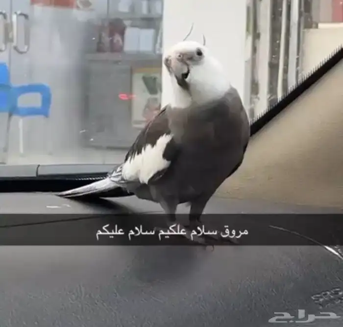 طير كروان متكلم للبيع الجموم 0