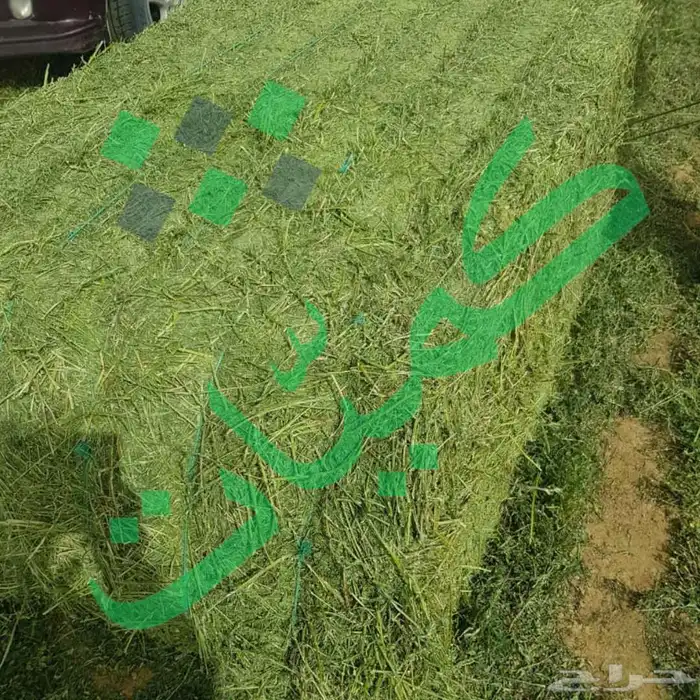 برسيم حجازي مستورد من مصر 1