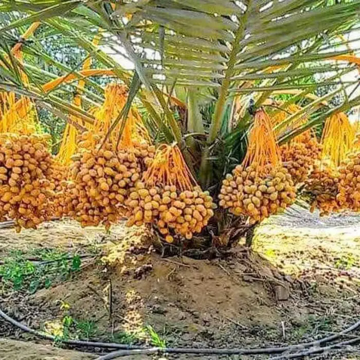 تكريب عسف انخيل 6