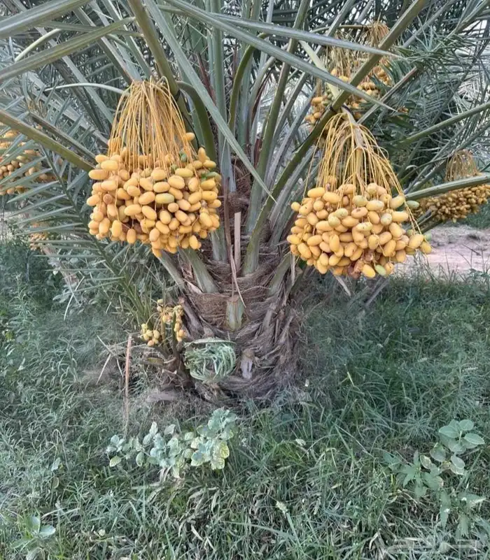 نخل واشنطني مترين ثلاثه متر اربعه متر نخيل عربي مثمر منوع 8