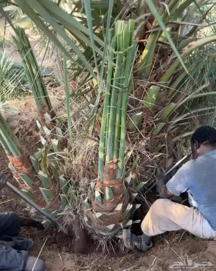نخل ودي للبيع جميع انواع انخيل العربي 7