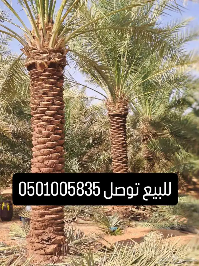 فسايل نخيل من الامهات وامجذر جميع الانوع متوفره 3