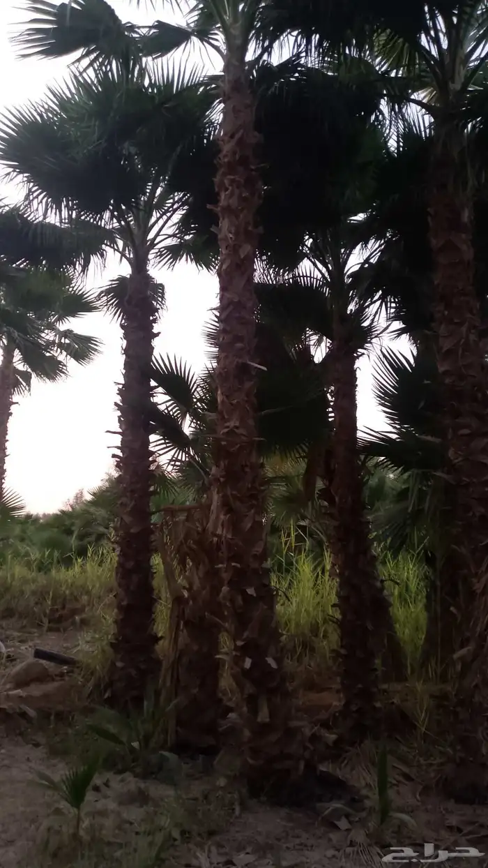 نخيل واشنطن زينه لبيع 0
