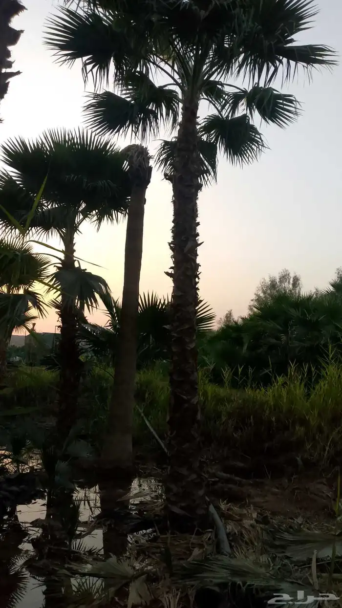 نخيل واشنطن زينه لبيع 3