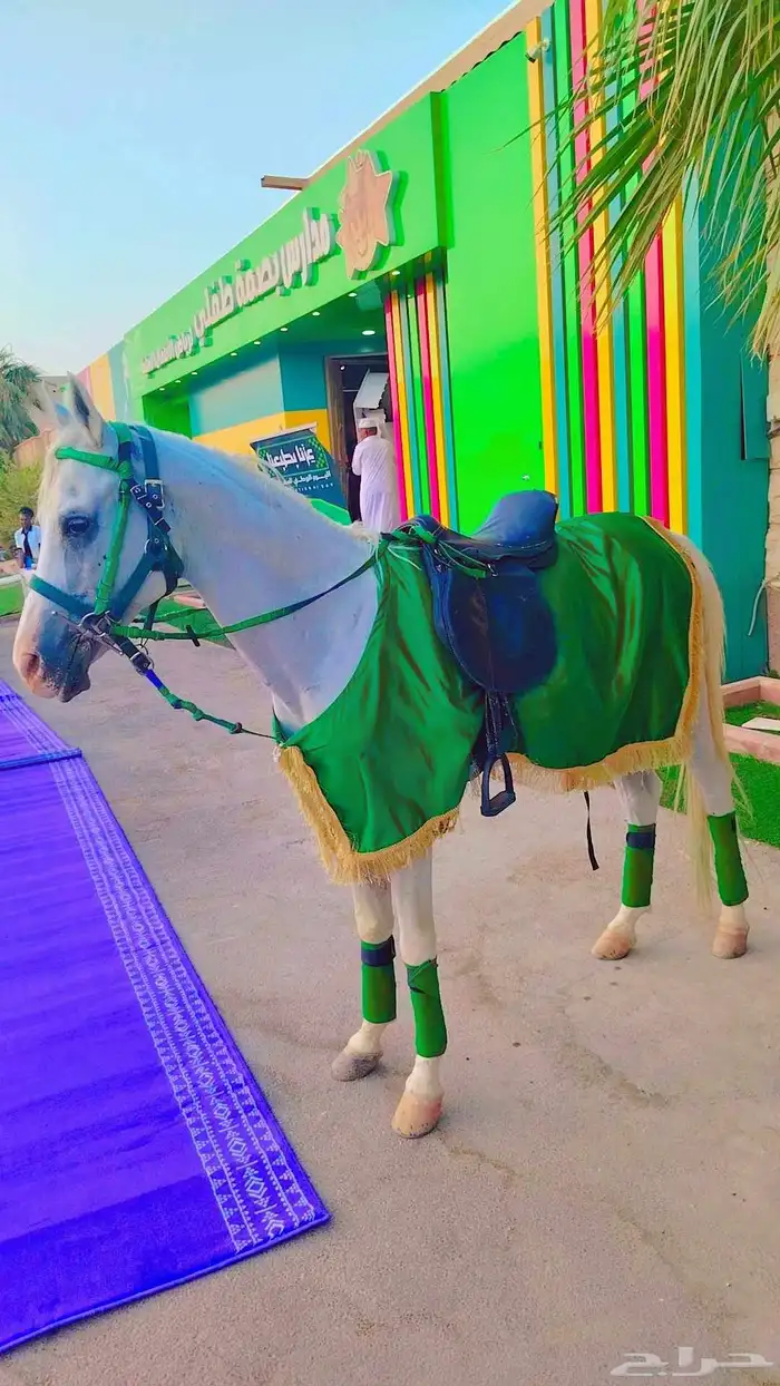 اجار خيل جمال وسيسي للتواصل 4