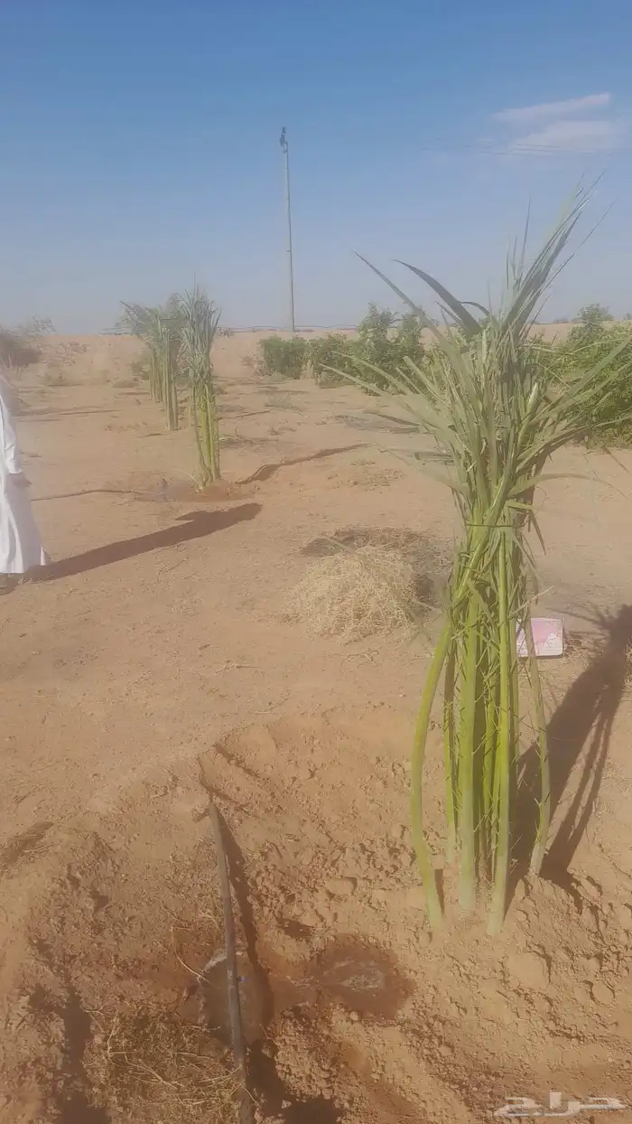 يوجد لدينا فسايل مثمره جميع انواع النخيل 4