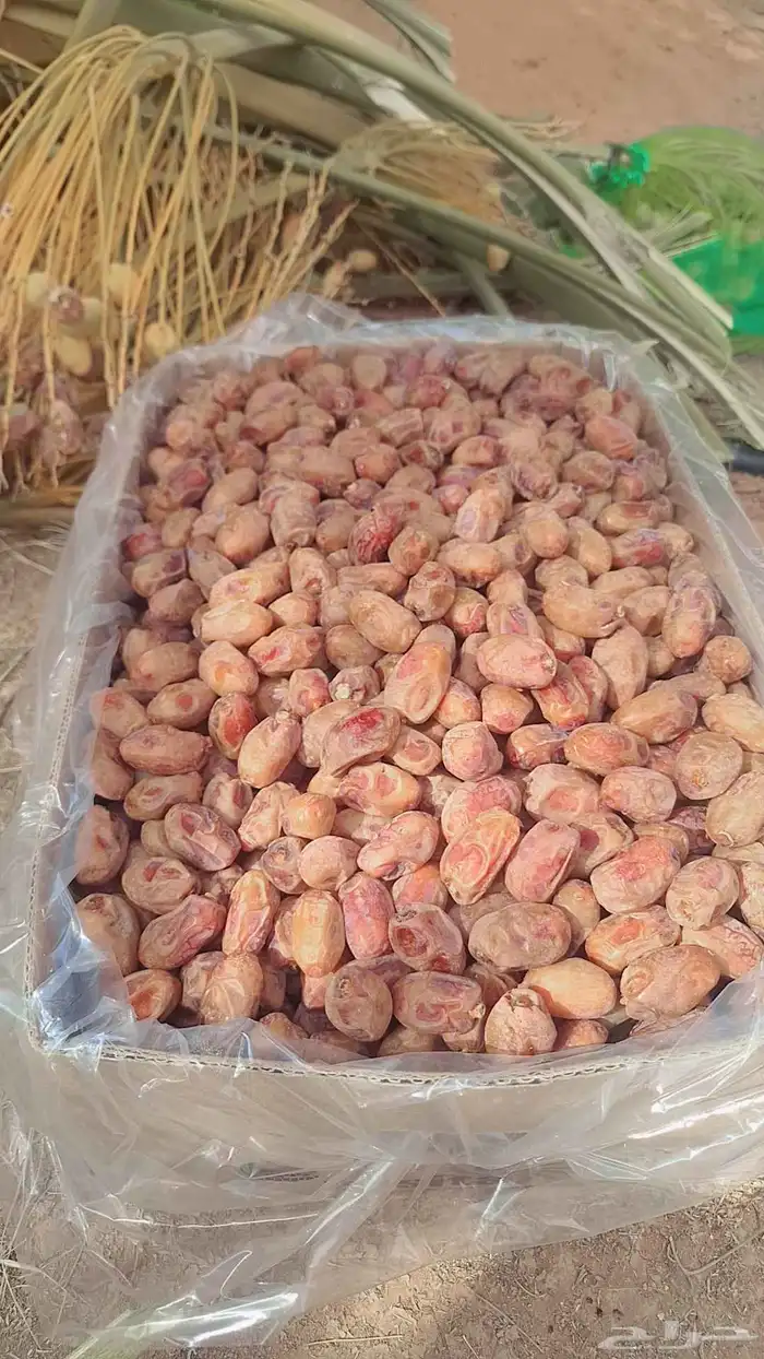 تمر خلاص للبيع بالكيلو 0