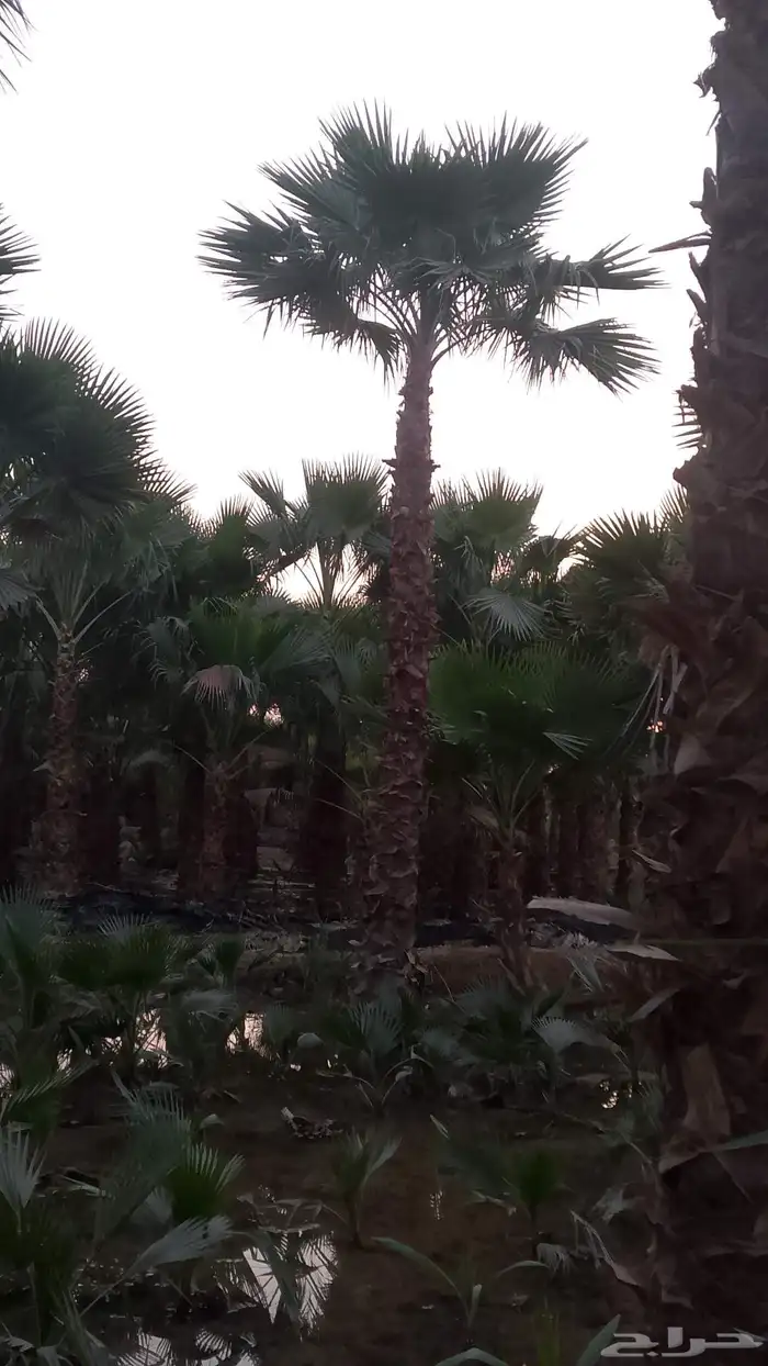 نخيل واشنطن زينه لبيع 2