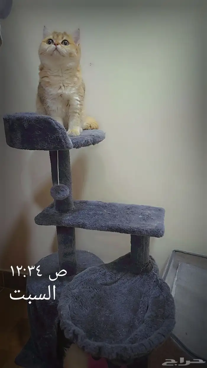 بريتيش قولد NY11 مسجلة للبيع 5