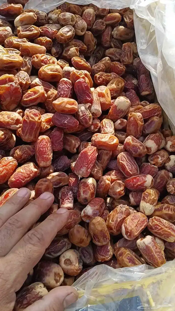 تمر صقعى رقم واحد للبيع 2