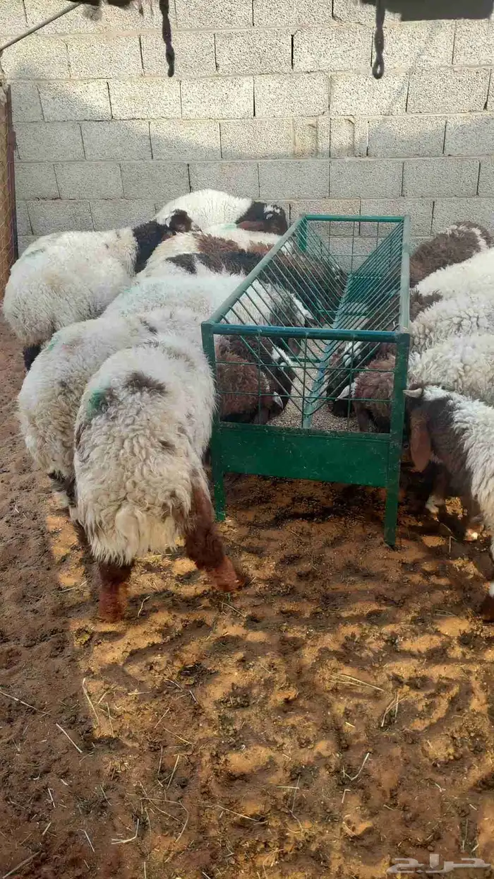 غنم نعيمي بلدي وحريات 0