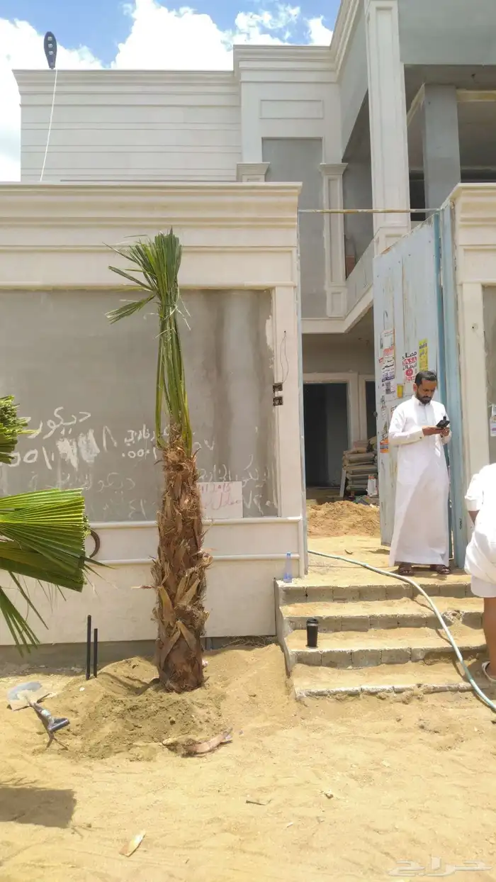 يوجد الدنيا جميع انواع النخيل الزينه والعربي 0