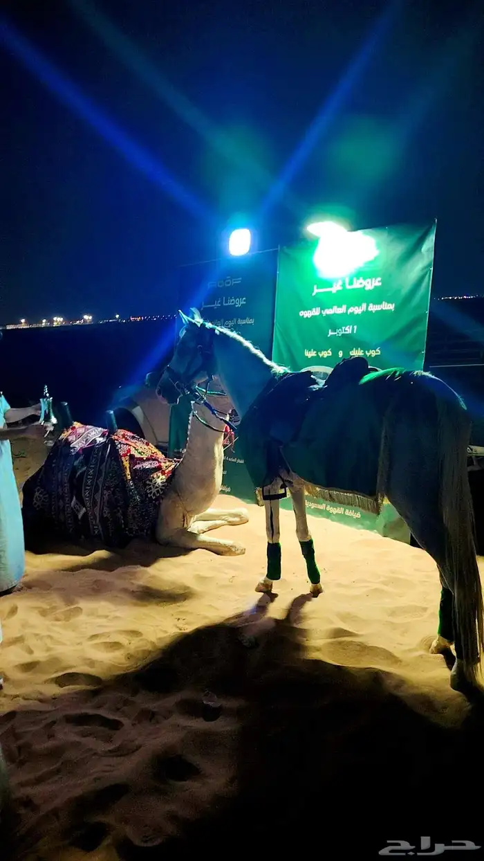 اجار خيل جمال وسيسي للتواصل 9