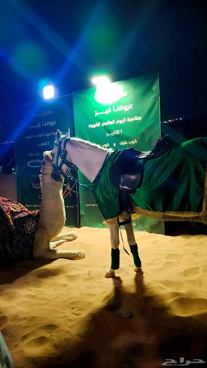 اجار خيل جمال وسيسي للتواصل 0