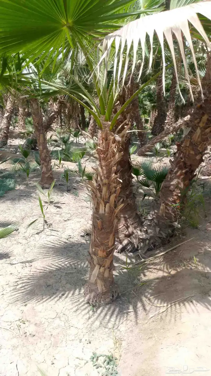 نخيل واشنطن زينه لبيع 4