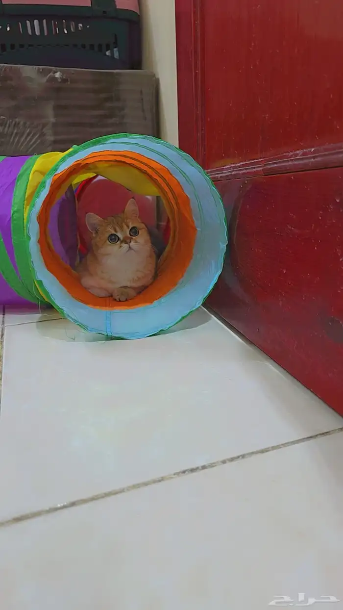 بريتيش قولد NY11 مسجلة للبيع 8