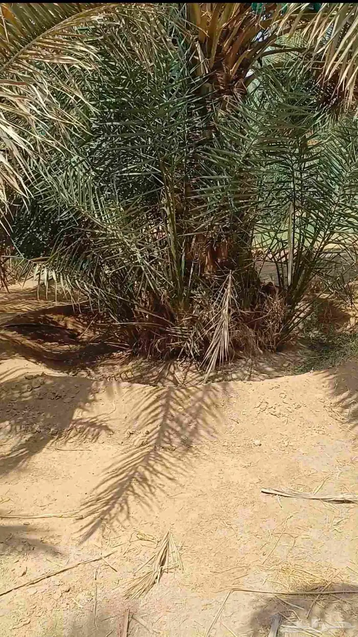 يوجد لدينا فسايل نخيل خلاص حساء 8
