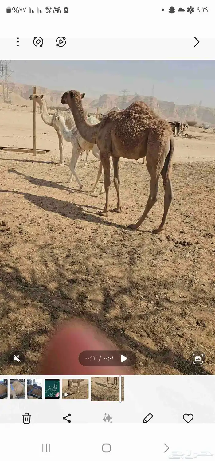 قعودين توها جايه من البر على حليب 2