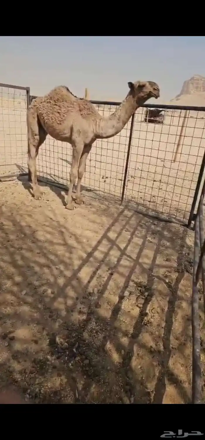 قعودين توها جايه من البر على حليب 0
