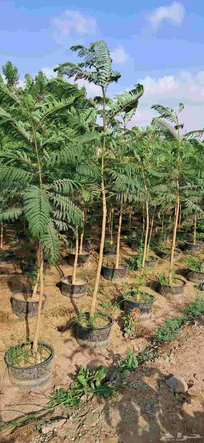 مشتل حسن قرني للزراعة الجموم با الجملة للزراعة 0