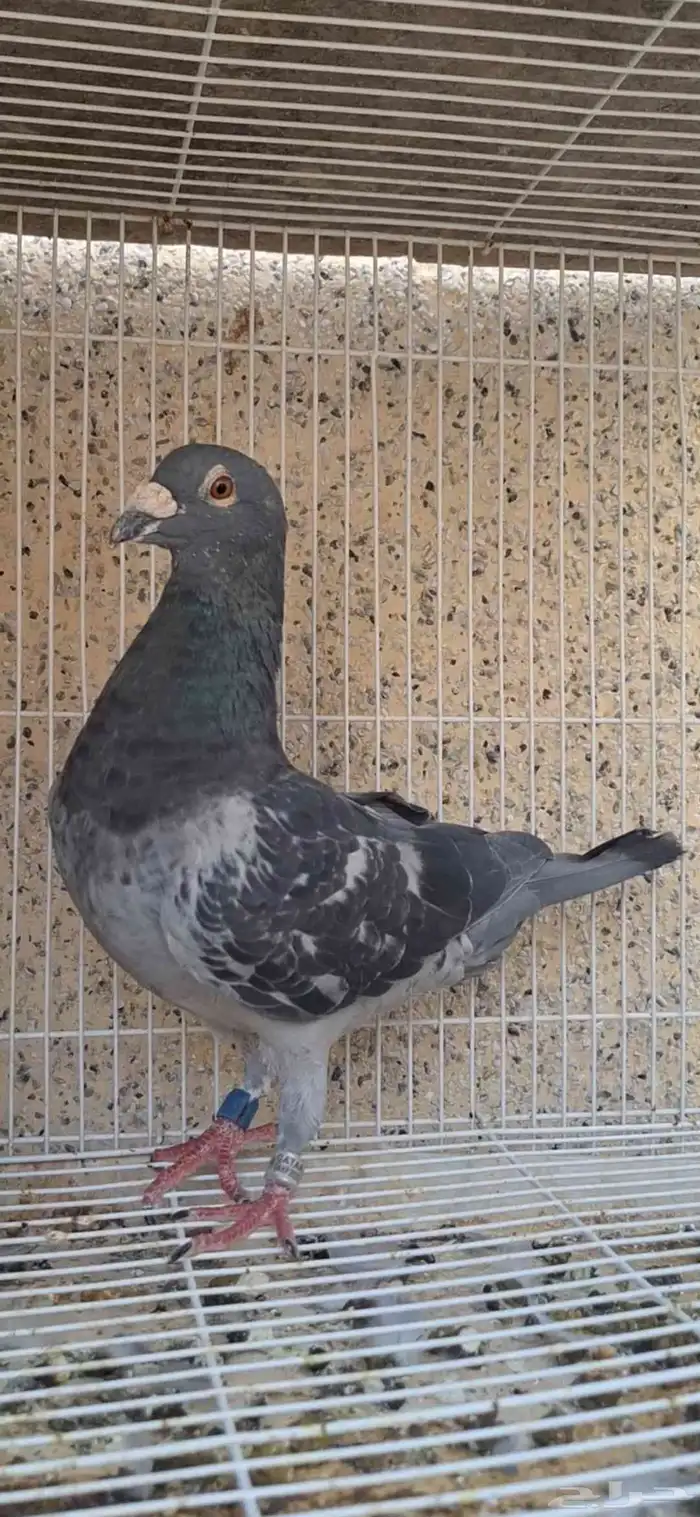 زاجل سباق 1