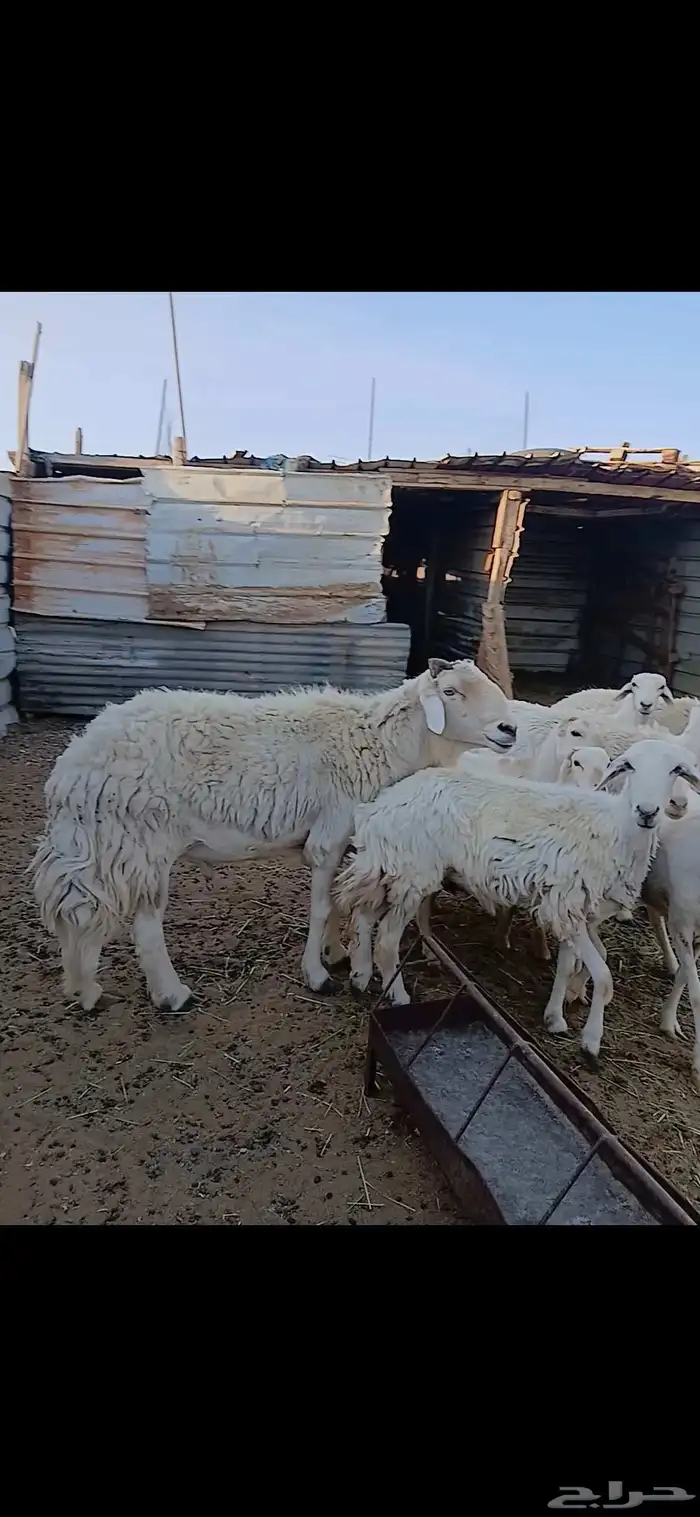 فحل حري طول وارتفاع وجرم ماشاء الله 1