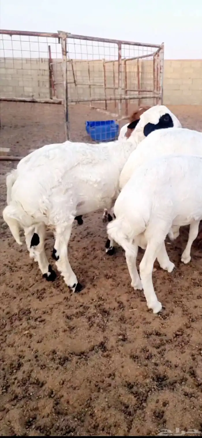 ذبايح مشاريك طيبه انتاج المراح 0