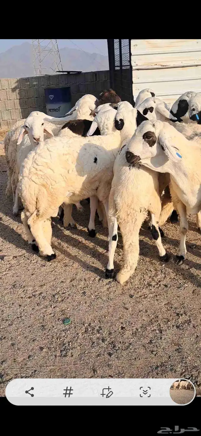 للبيع طليان سواكن نضاف ومرابي 3