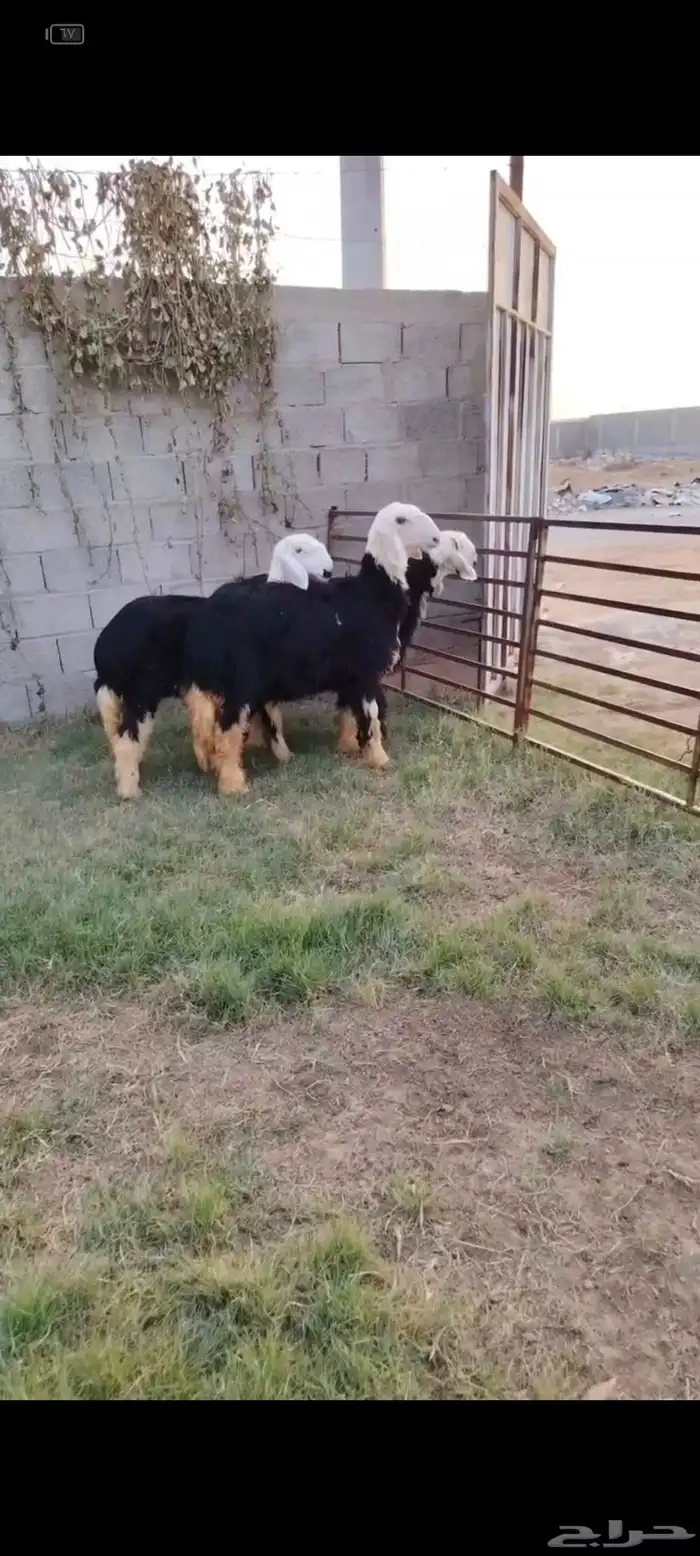 3 جذعات نجد مقنوي ولاذبح 0
