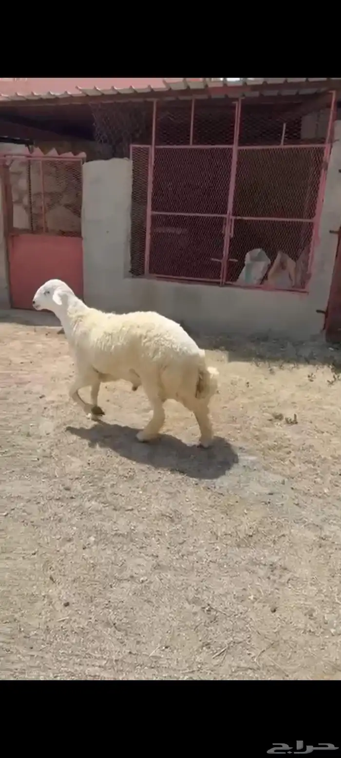 خروف حري كفو مبدا ولا ذبح 5