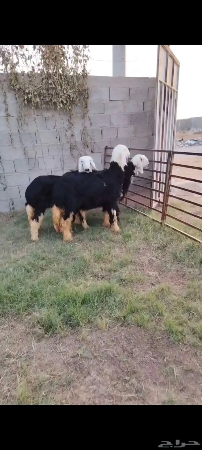 3 جذعات نجد مقنوي ولاذبح 3
